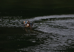 飛翔　８/２０❶