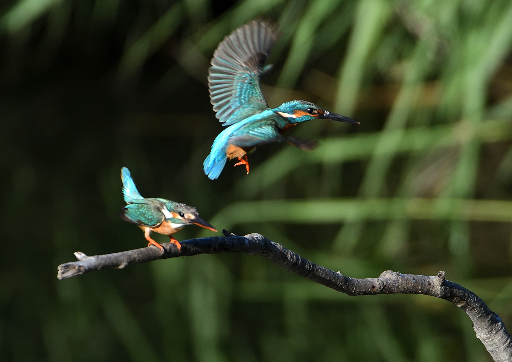 交尾　５/３０❸