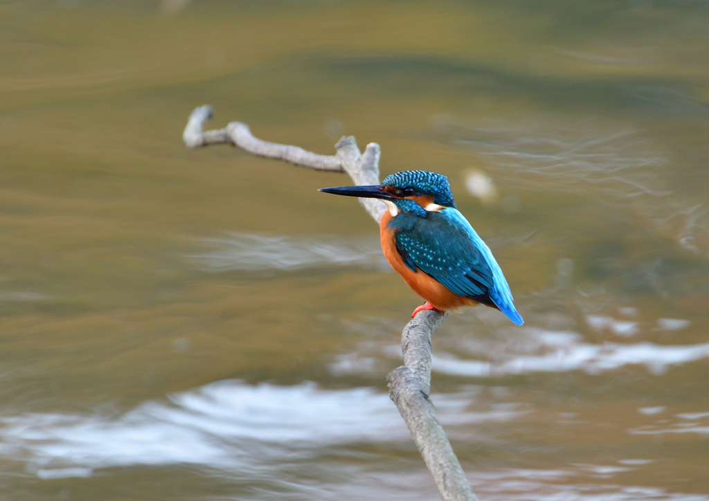 止まり木　１２/３❸
