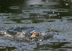 魚を・・・・　８/１❻