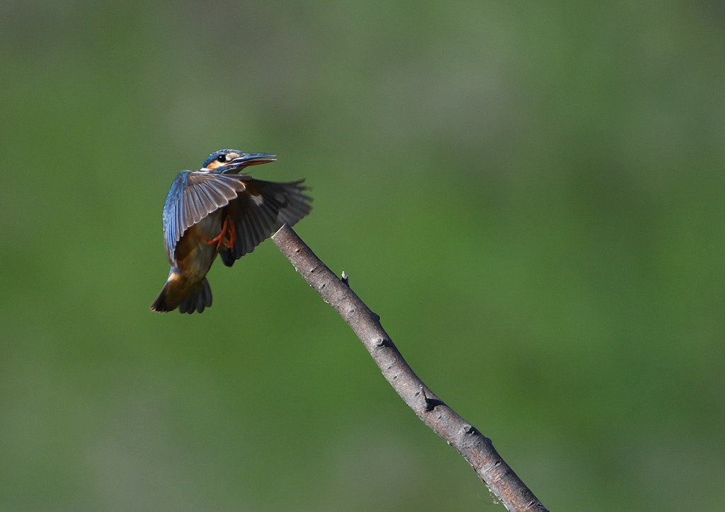 止まり木へ　８/７❷