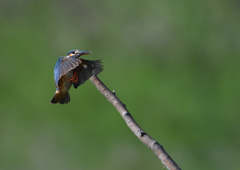 止まり木へ　８/７❷