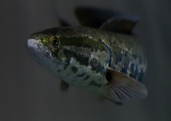 カムルチー　８/７