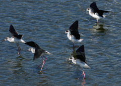 セイタカシギ　１０/５❶