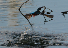 ザリガニを・・・❶