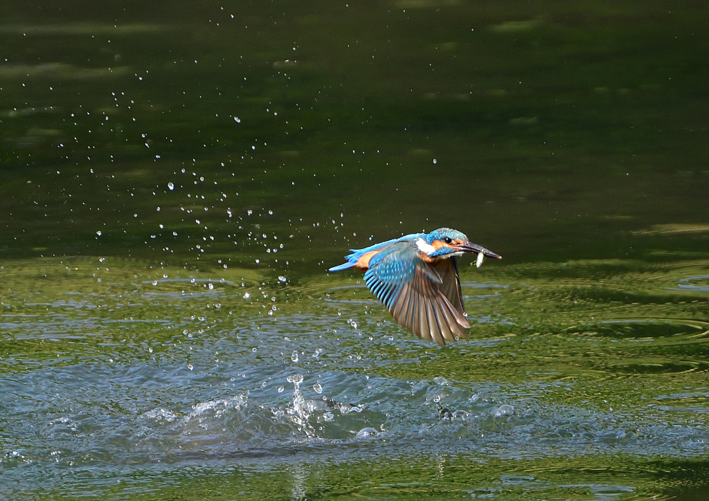 ダイブ　６/６❷