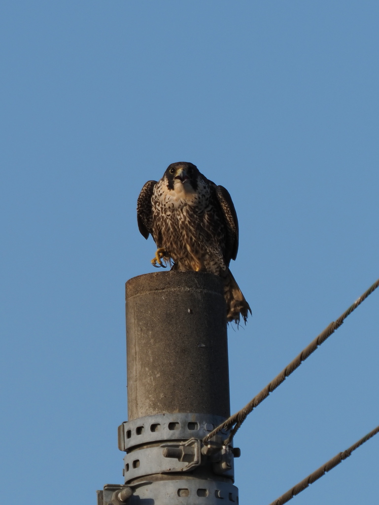 ハヤブサ　１/２５❶