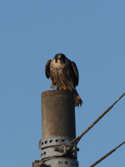 ハヤブサ　１/２５❶