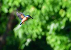 ホバ　５/２２❺