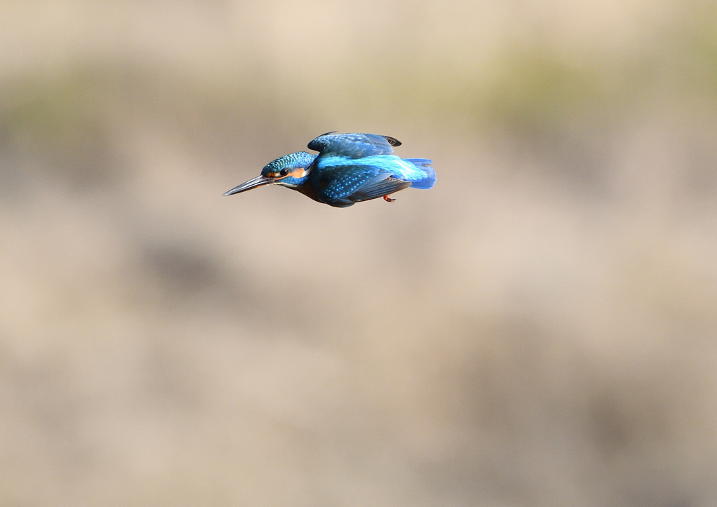 ホバから・・・