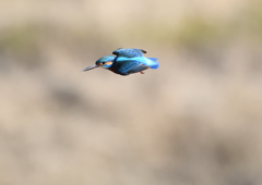 ホバから・・・