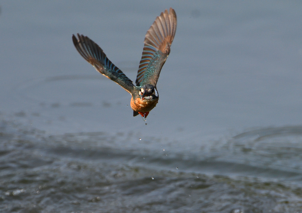 ダイブ　６/６❸