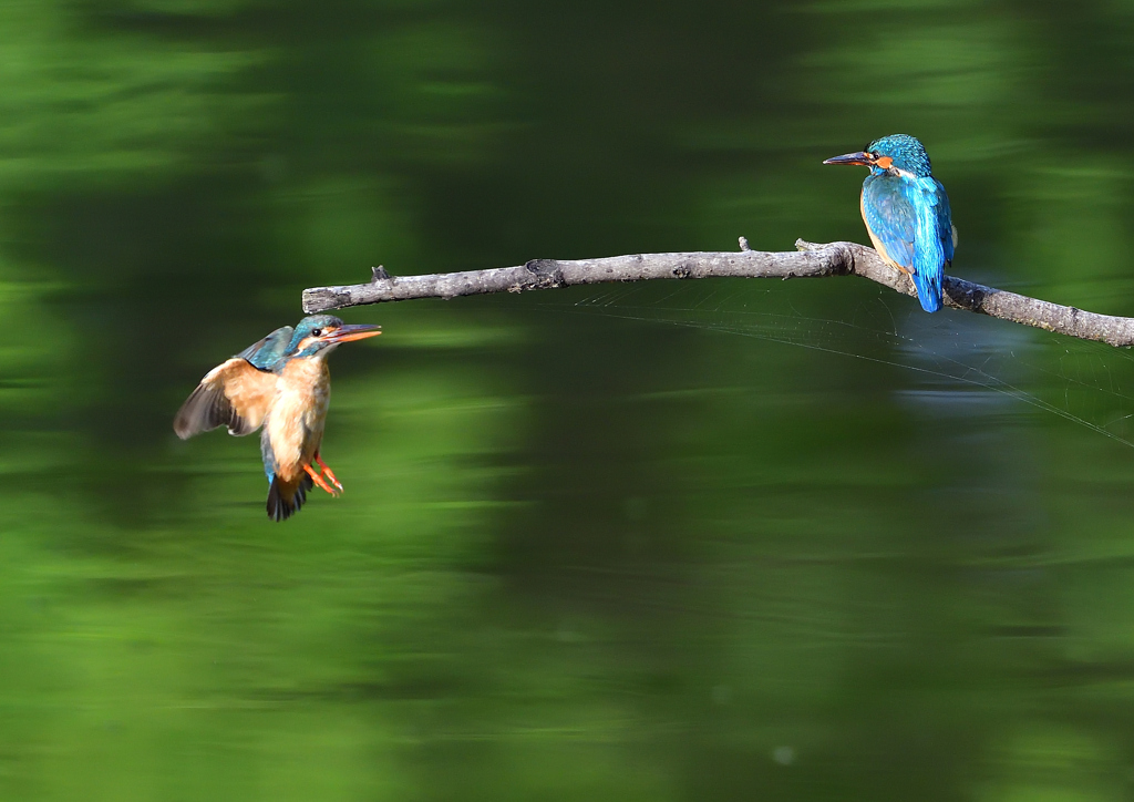 オスとメス　５/１８❶