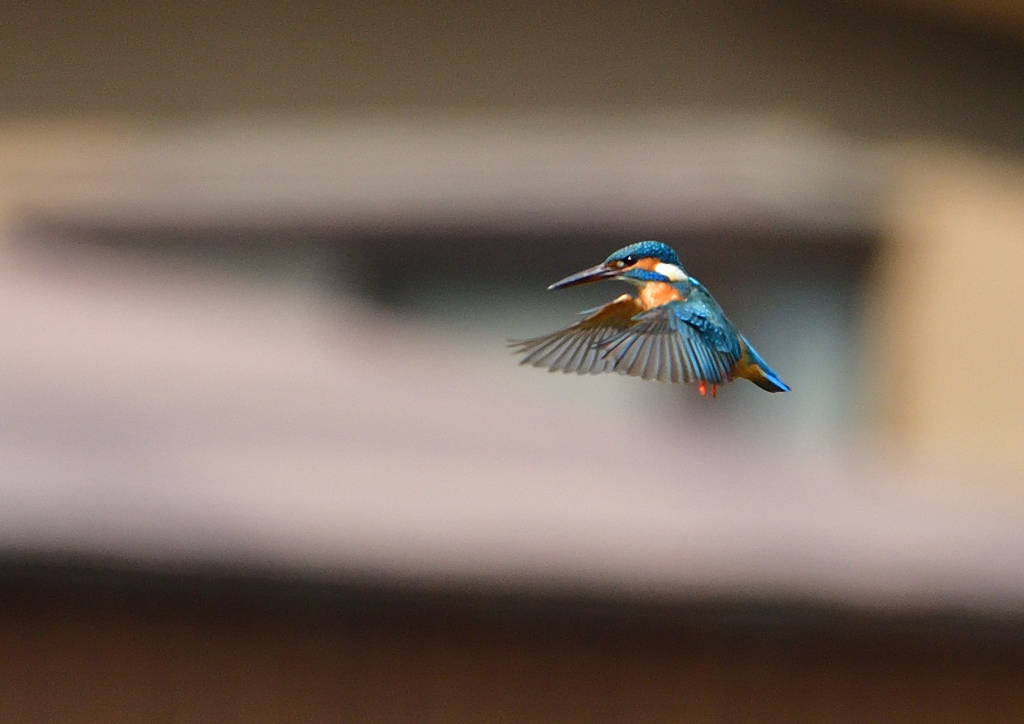 ホバ　４/１７❼