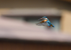 ホバ　４/１７❼