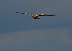 チュウヒ　１/１３❷