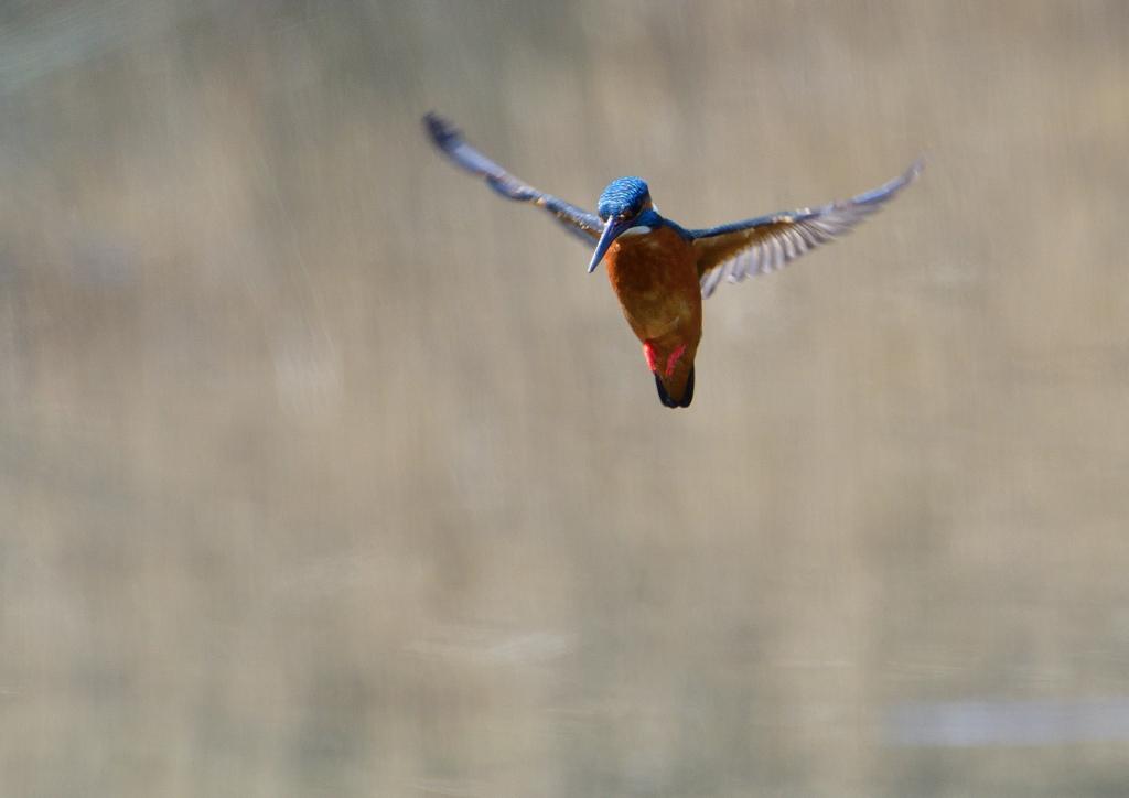 ホバ　３/１９⓫