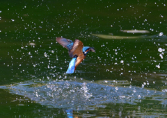 いつもの公園　６/５❻