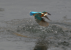 大きな魚を・・・・❺