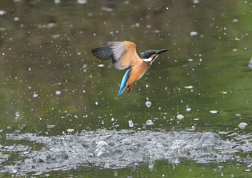 若鳥ダイブ　７/９❹