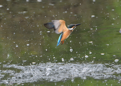 若鳥ダイブ　７/９❹