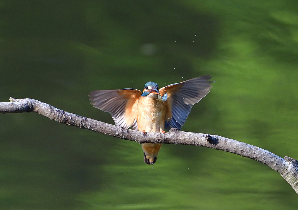 魚を・・・・　５/２❸