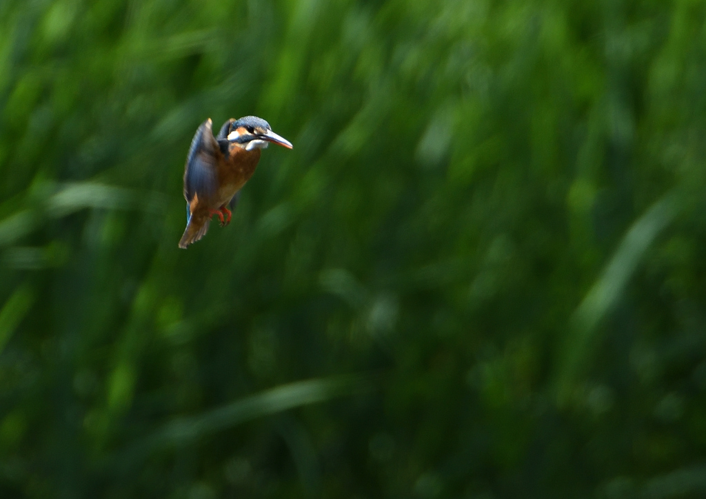 ホバ　５/２０⓬