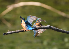 2羽のカワセミ　９/１０❷