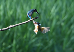 2羽のカワセミ　８/３１❶