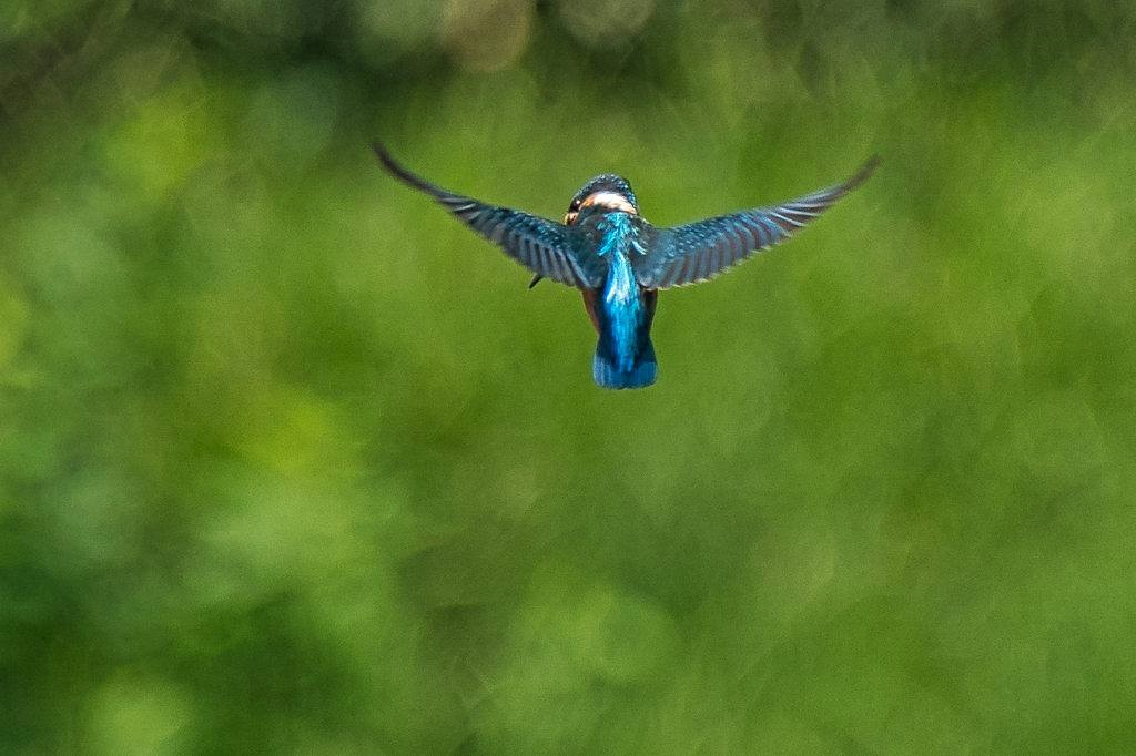 いつもの公園　９/６❹