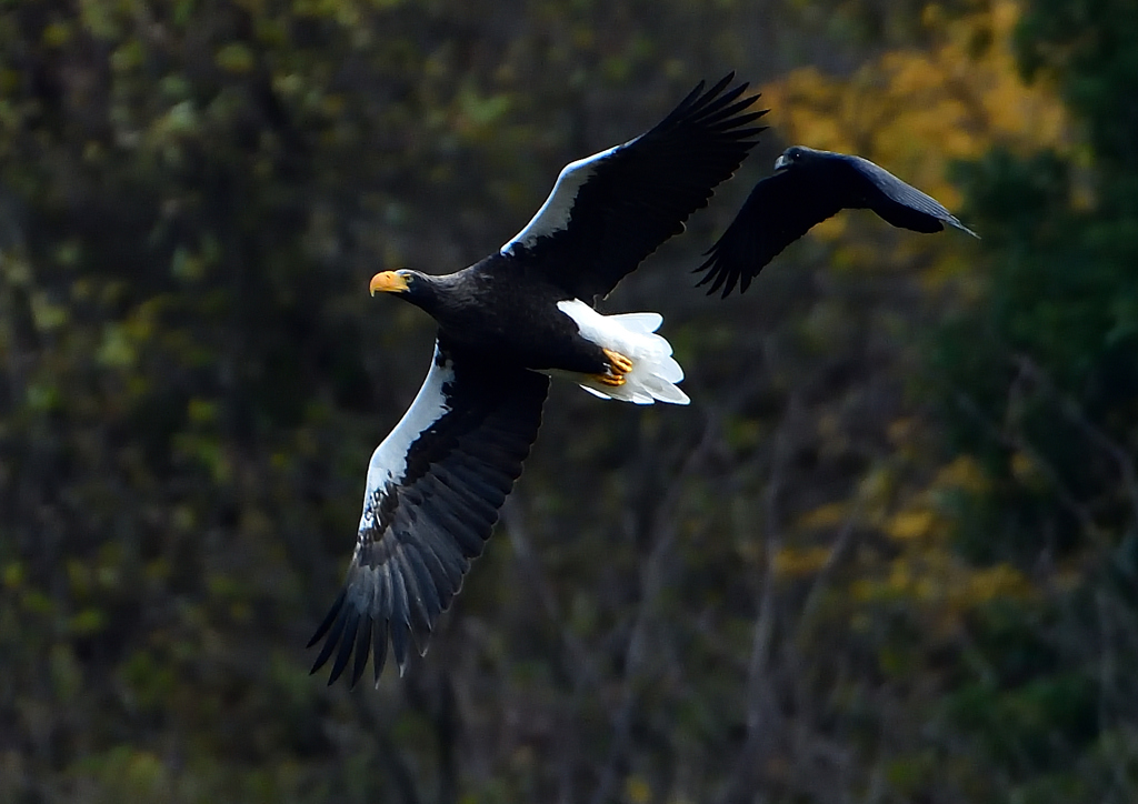 カラスに追われるオオワシ　１１/２８❸