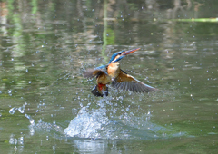 水飛沫　５/１７❸