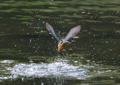 ダイブ　５/２３❾