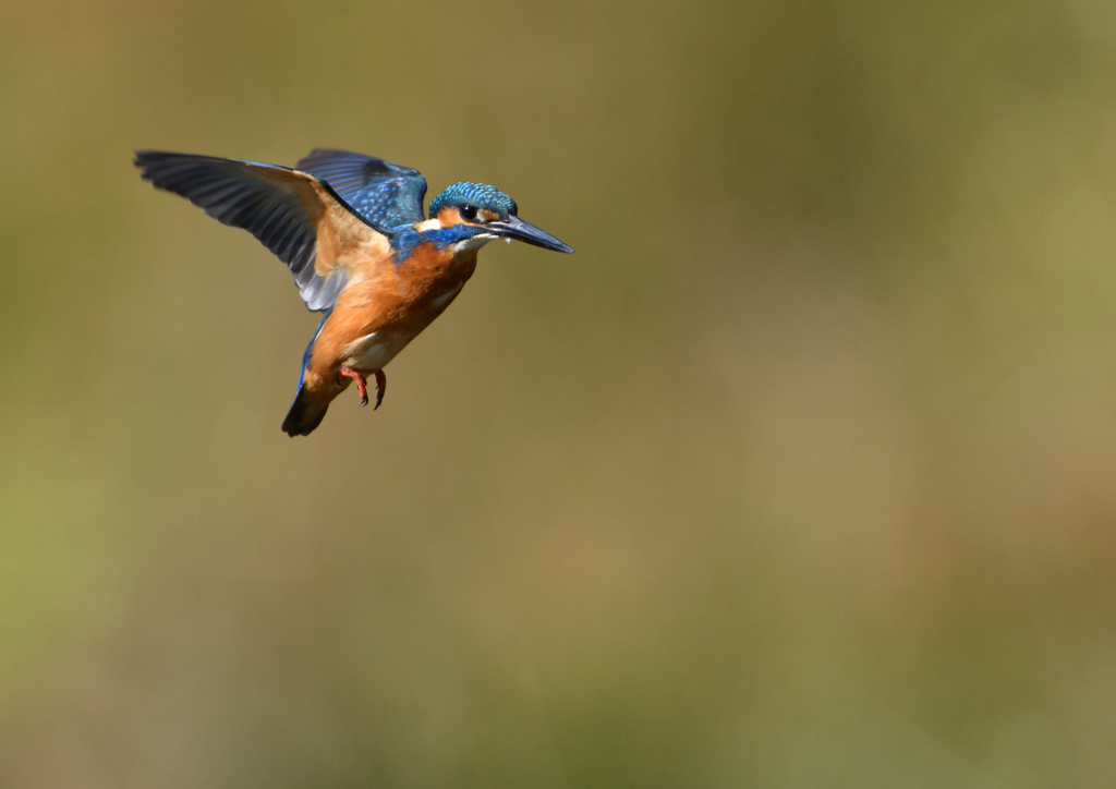 ホバリング　１１/８❶