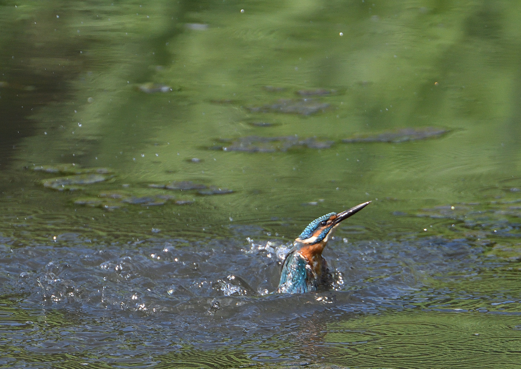 水浴び　９/３❸