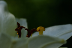 おしべ＆めしべ