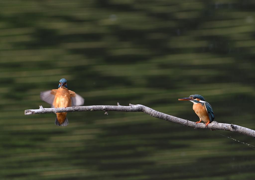 止まり木　５/１８❶