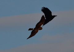 カラスに追われるハイイロチュウヒ（雌）１１/２４❸