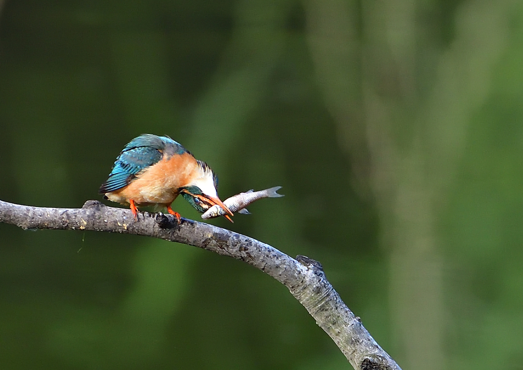 魚を・・・・・・　５/８❸