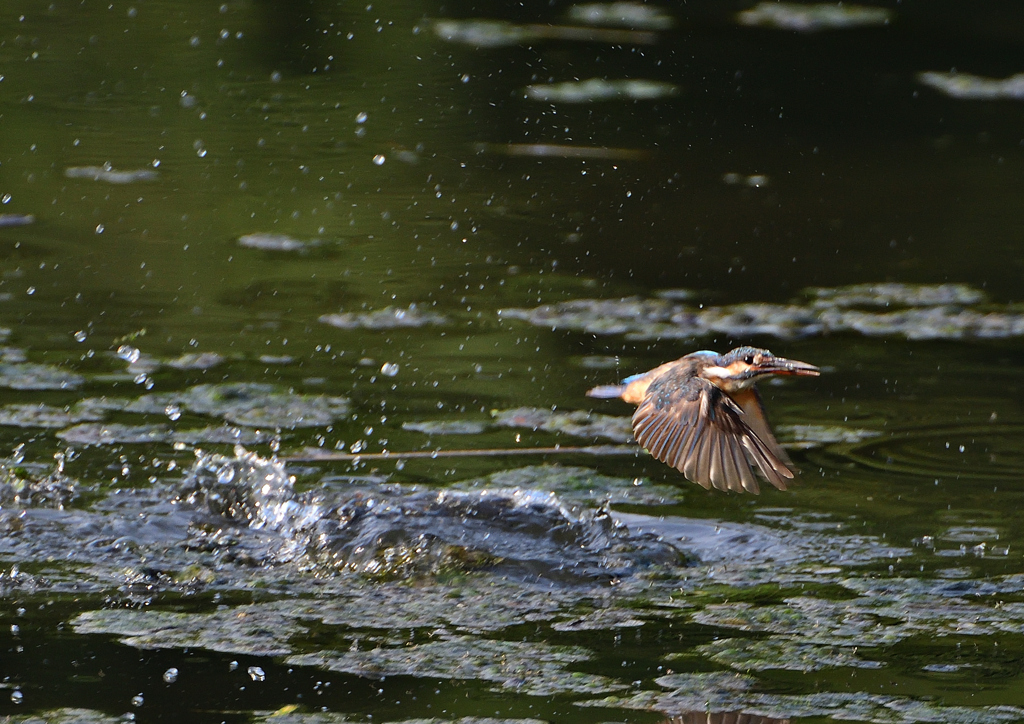 ダイブ　８/１９❷