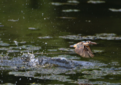 ダイブ　８/１９❷