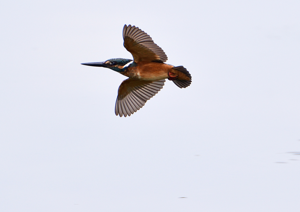 飛翔　８/３１❸