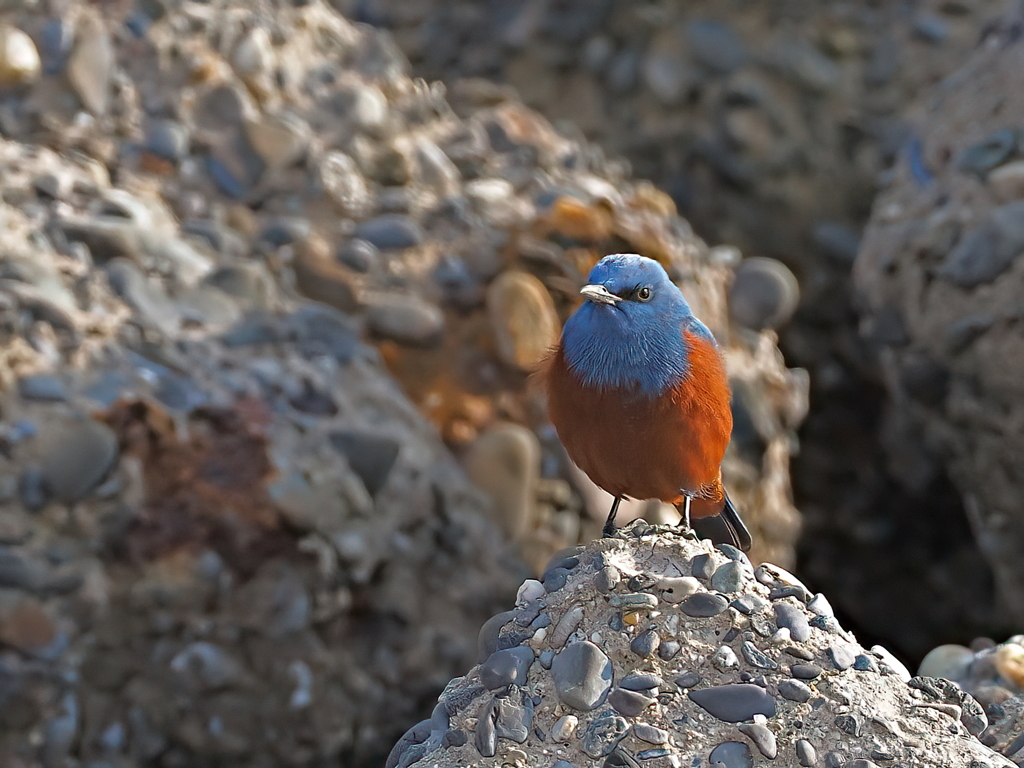 イソヒヨドリ　２/２