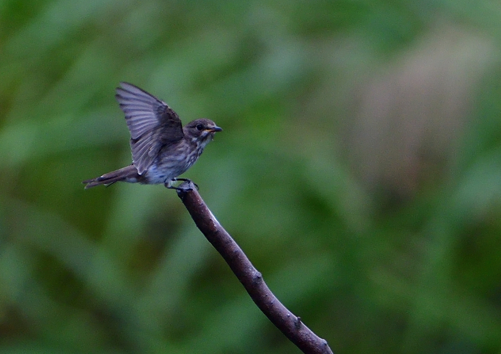エゾビタキ　９/２９❸