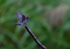 エゾビタキ　９/２９❸