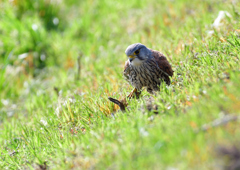 チョウゲンボウ　４/２❻