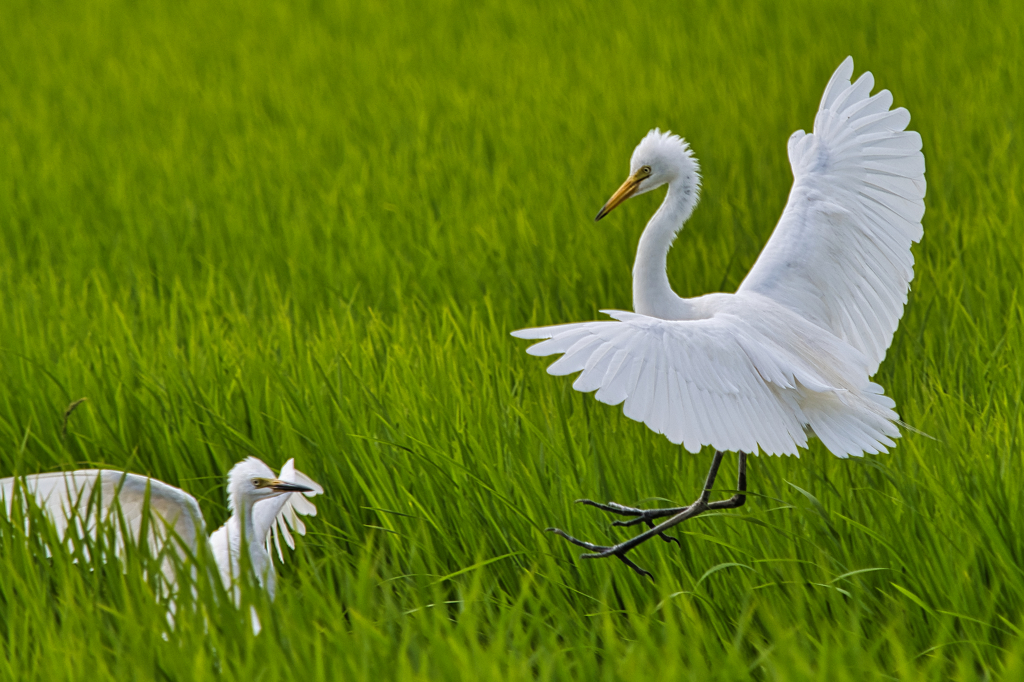 チュウサギ　７/１５❶
