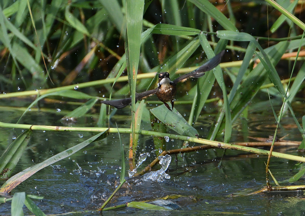 二番子のダイブ❶