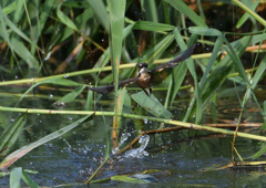 二番子のダイブ❶