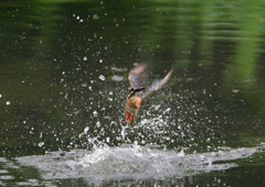 ダイブ　８/２０❺